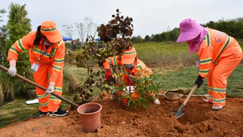 高羊茅草坪：了解其优缺点，打造理想绿茵场**