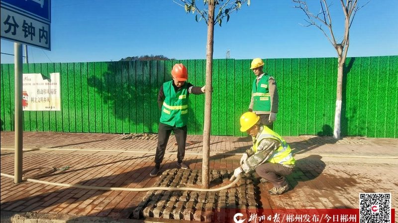 果岭草草坪杂草清除，这些技巧你掌握了吗？**
